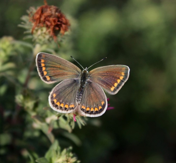Polyommatus icarus - közönséges boglárka