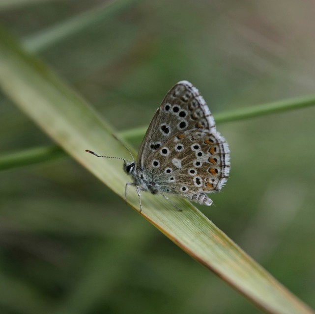 Polyommatus bellargus - égszínű boglárka
