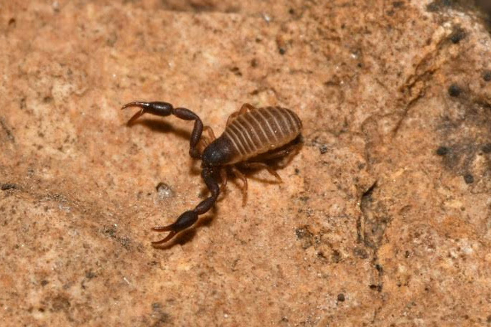 Chernetidae
