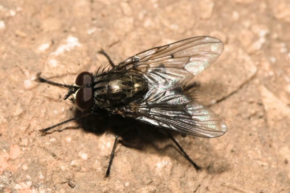 Helina