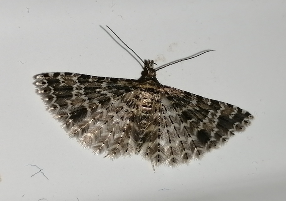 Alucita