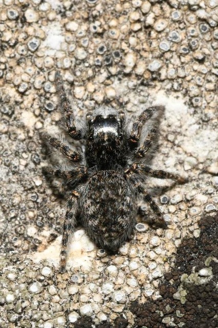 Philaeus chrysops - piros ugrópók