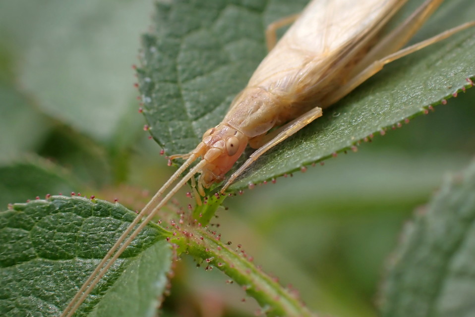Oecanthus pellucens - pirregőtücsök