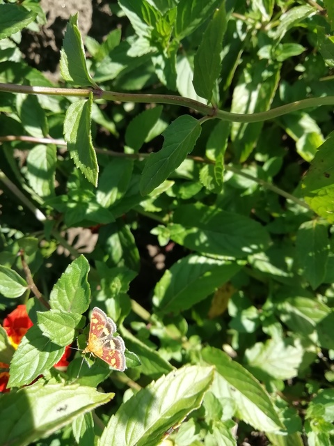 Pyrausta aurata - aranyló bíbormoly