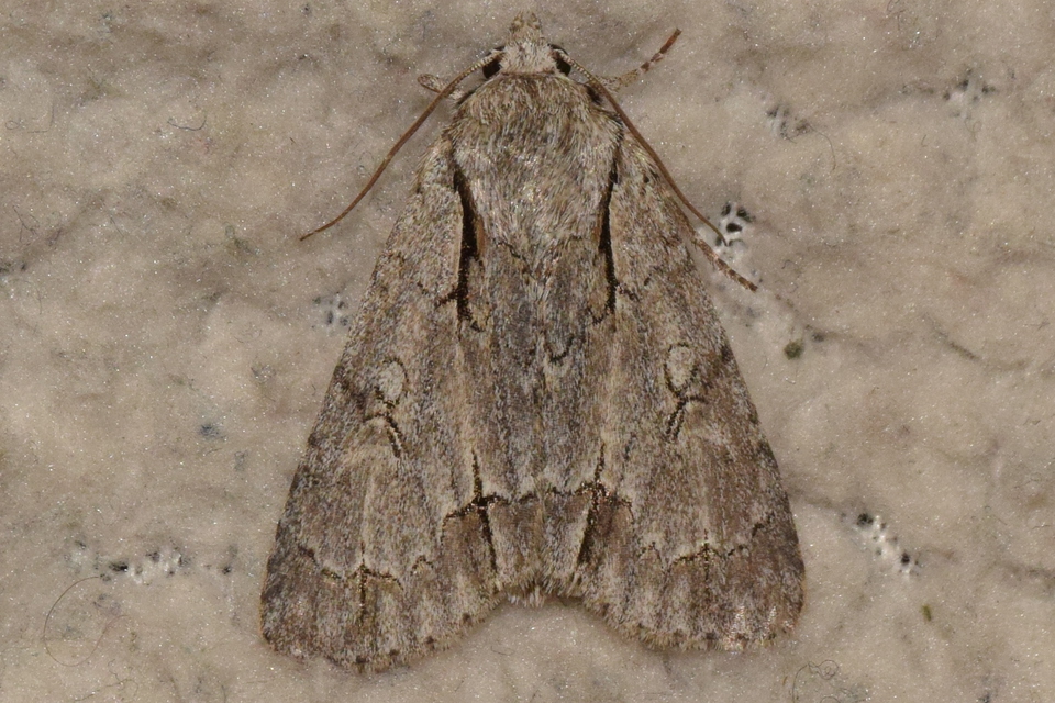 Acronicta psi - pszi-betűs szigonyosbagoly