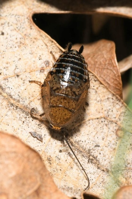 Ectobius erythronotus - sárgatorú erdeicsótány
