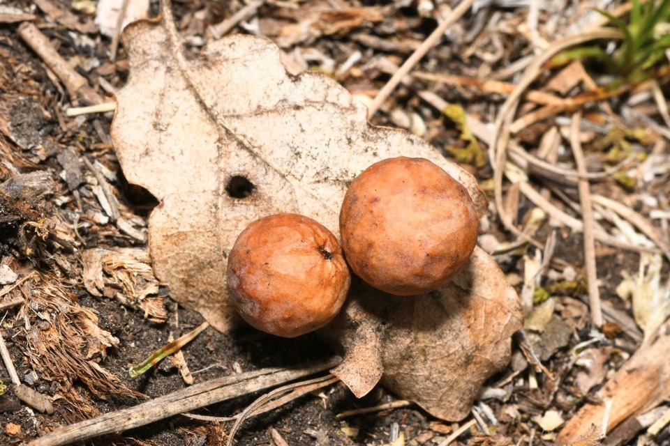 Cynips quercusfolii - golyógubacsdarázs