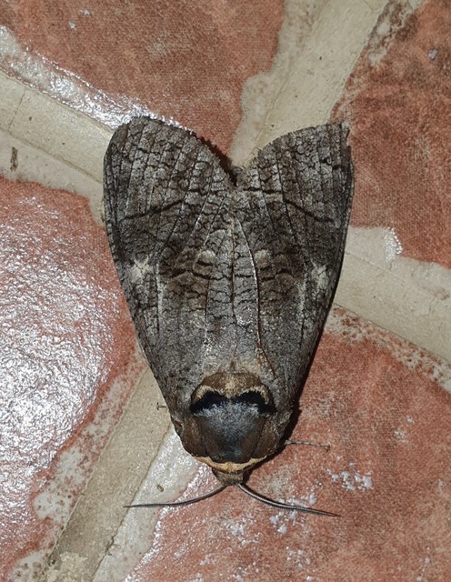 Cossus cossus - fűzfarontólepke