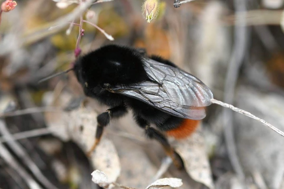 Bombus lapidarius - kövi poszméh