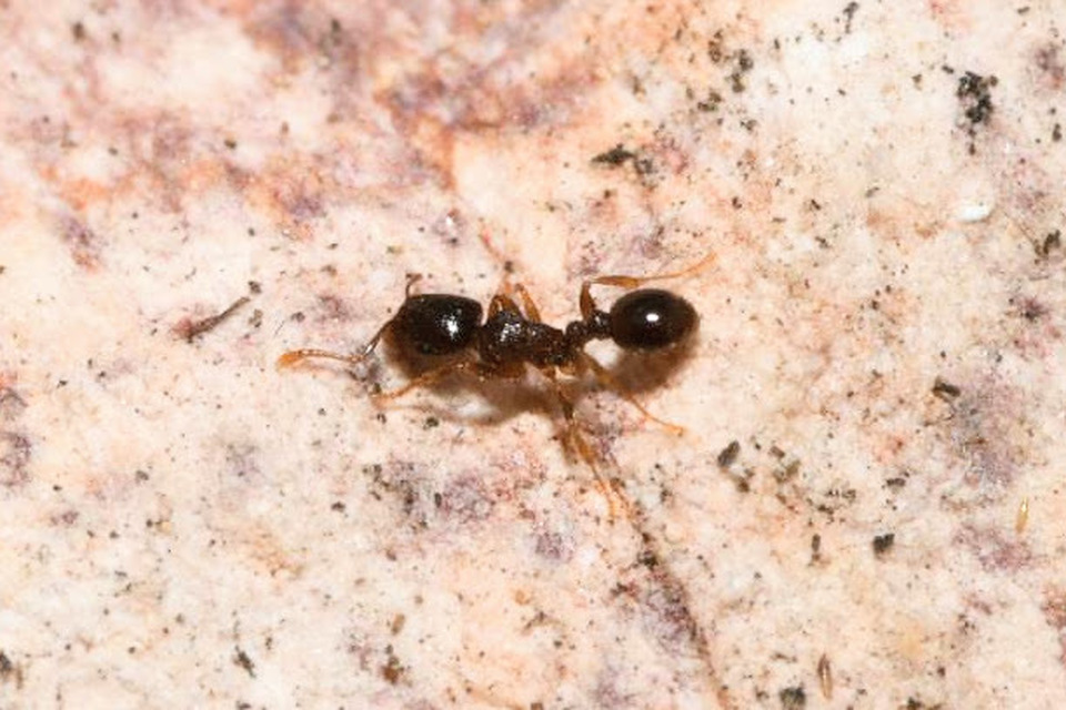Tetramorium