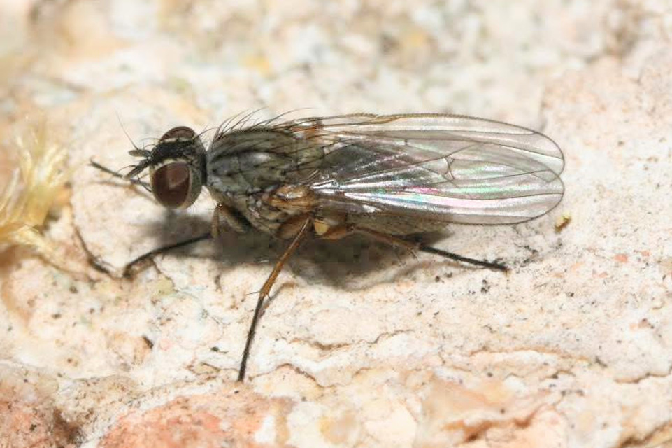 Coenosia tigrina