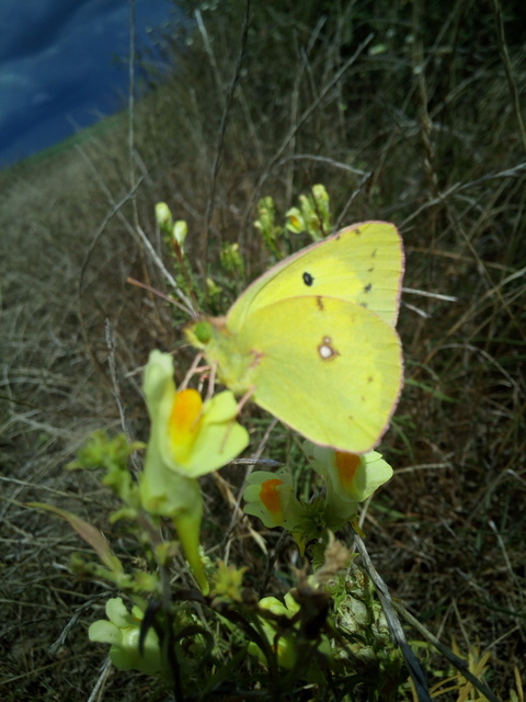 Colias erate - csángó-kéneslepke