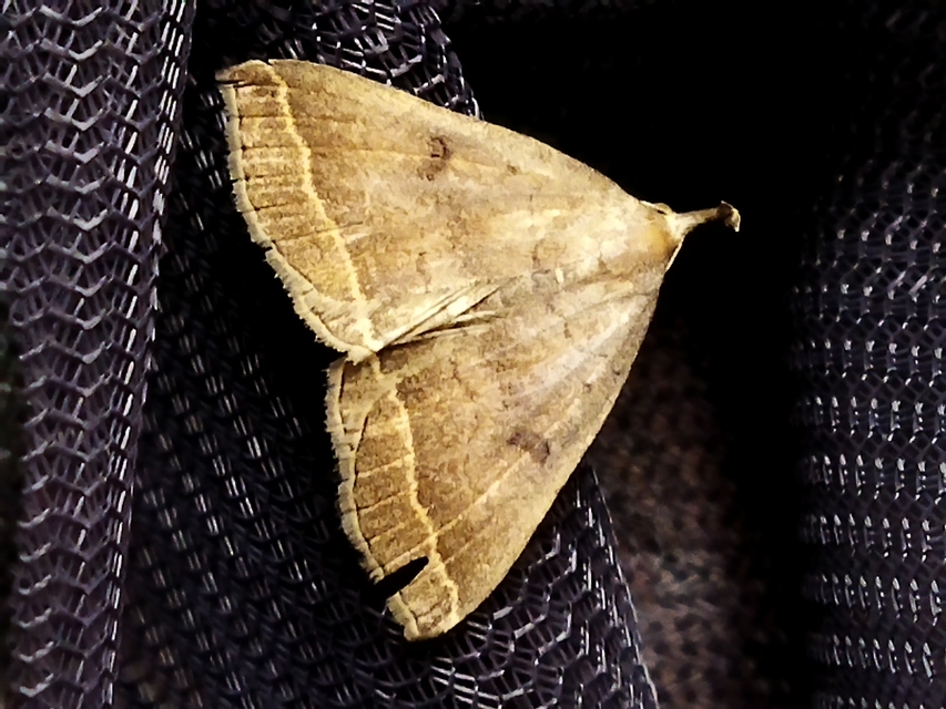 Pechipogo plumigeralis - tollascsápú karcsúbagoly