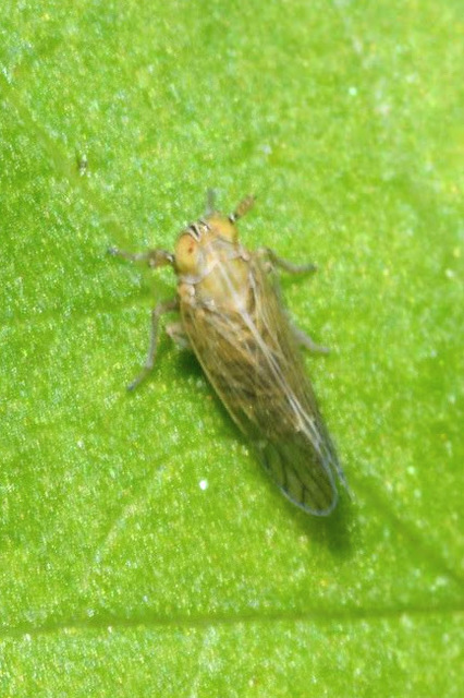 Delphacidae - sarkantyús kabócák