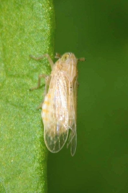 Delphacidae - sarkantyús kabócák