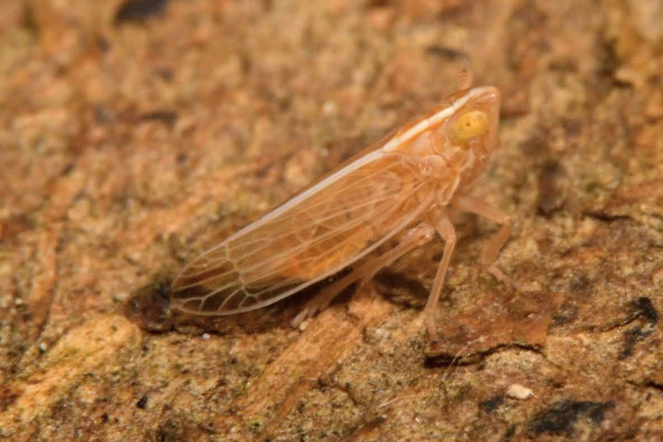 Stenocranus