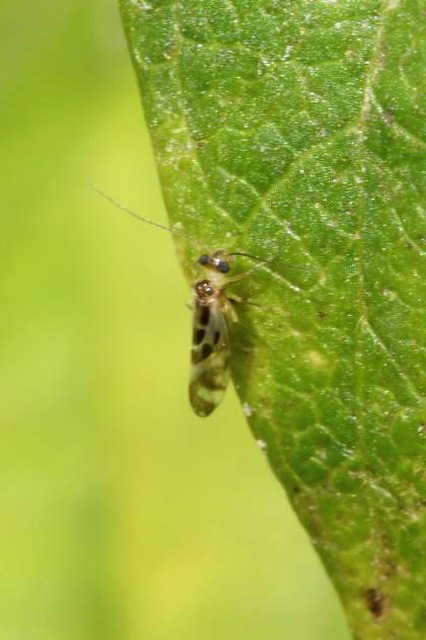 Graphopsocus cruciatus