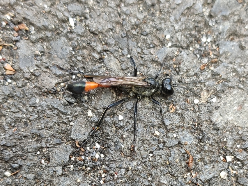 Ammophila sabulosa - homoki hernyóölődarázs