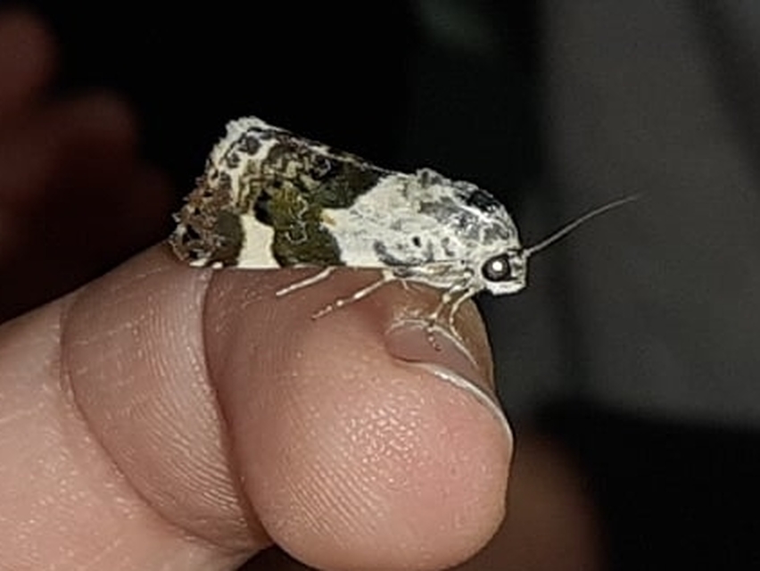 Acontia lucida - fehér nappalibagoly