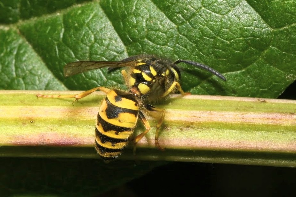 Vespula germanica - német darázs