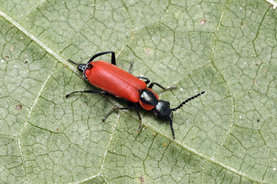 Anthocomus rufus - őszi bibircsesbogár