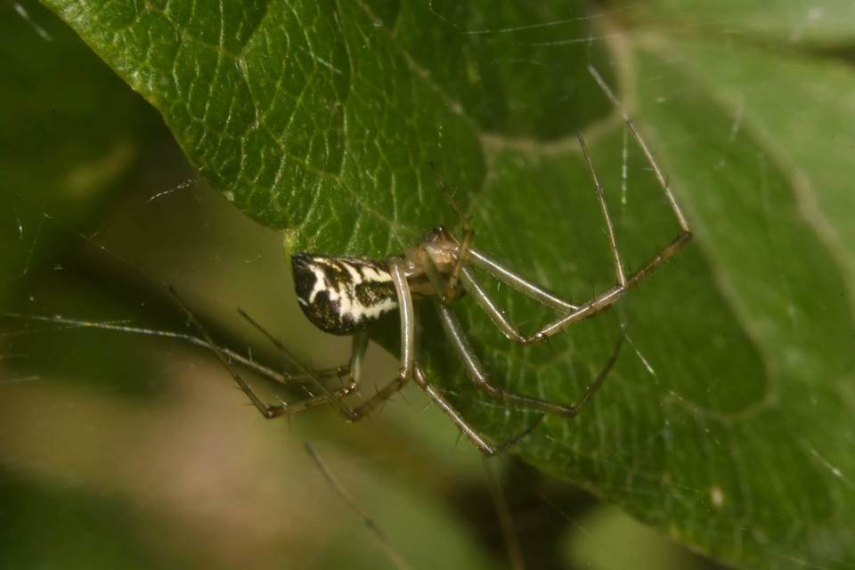 Linyphiidae - vitorláspókok