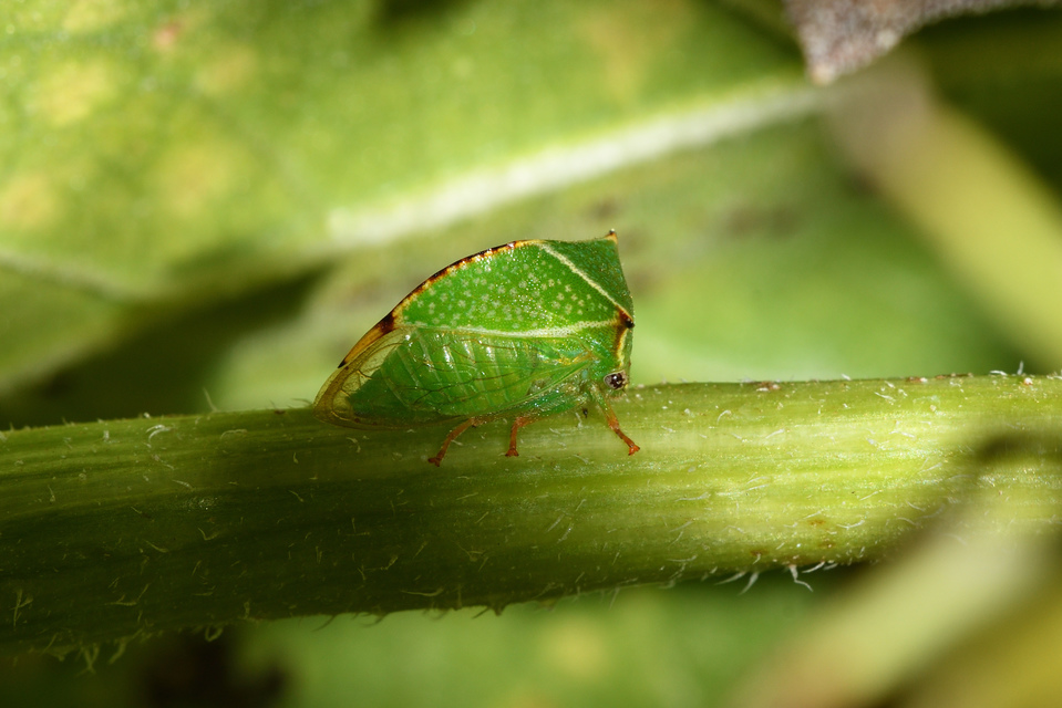 Stictocephala bisonia - bivalykabóca