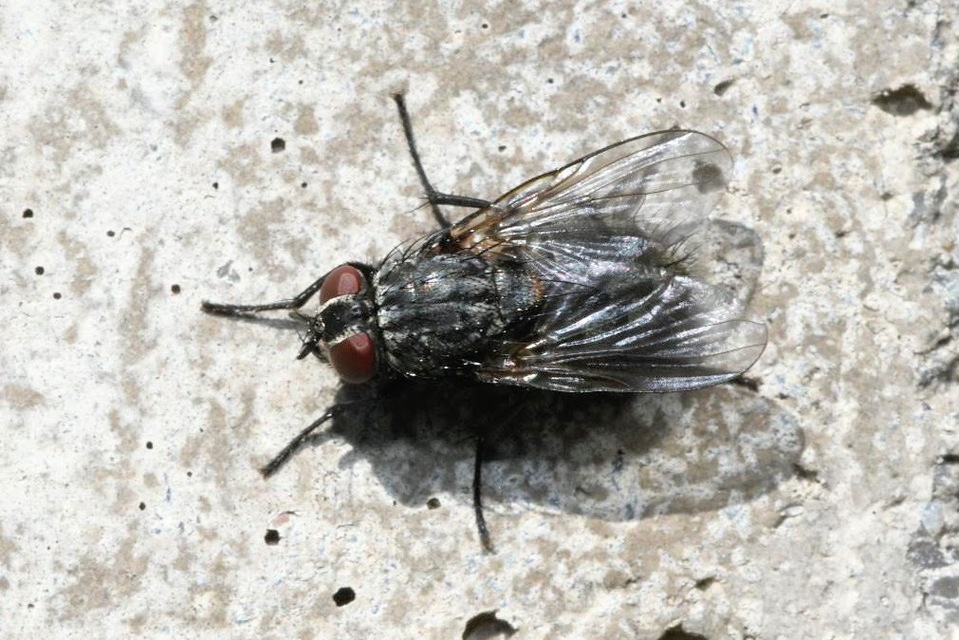 Muscina levida