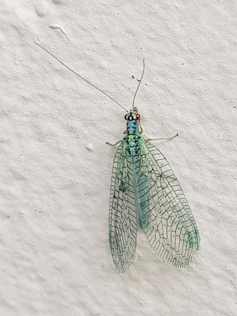 Chrysopa perla - aranyszemű fátyolka