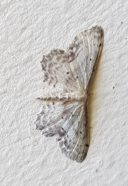 Idaea dimidiata - gyakori apróaraszoló