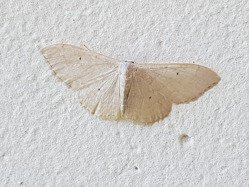 Idaea straminata - szalmasárga sávosaraszoló