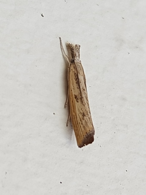 Agriphila inquinatella - közönséges fűgyökérmoly