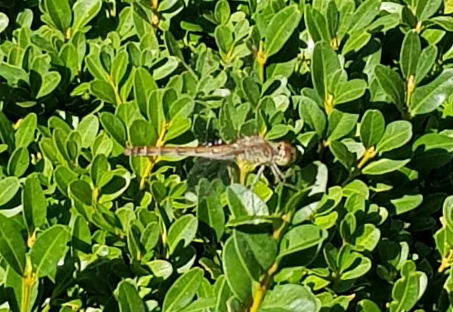 Sympetrum striolatum/vulgatum