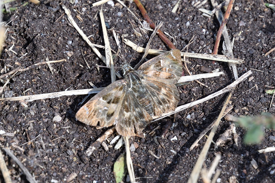 Carcharodus alceae - mályva-busalepke