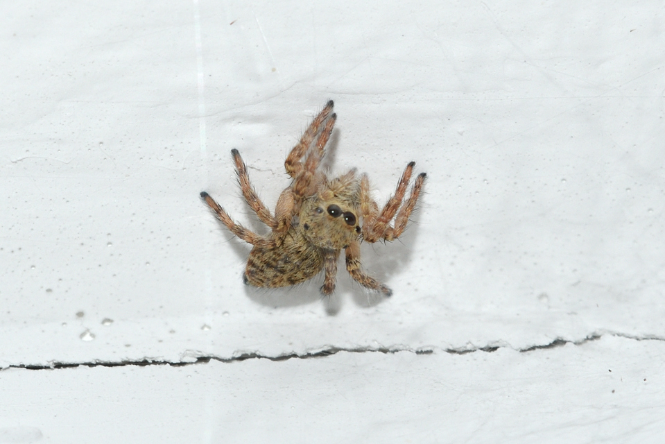 Carrhotus xanthogramma - rozsdás ugrópók