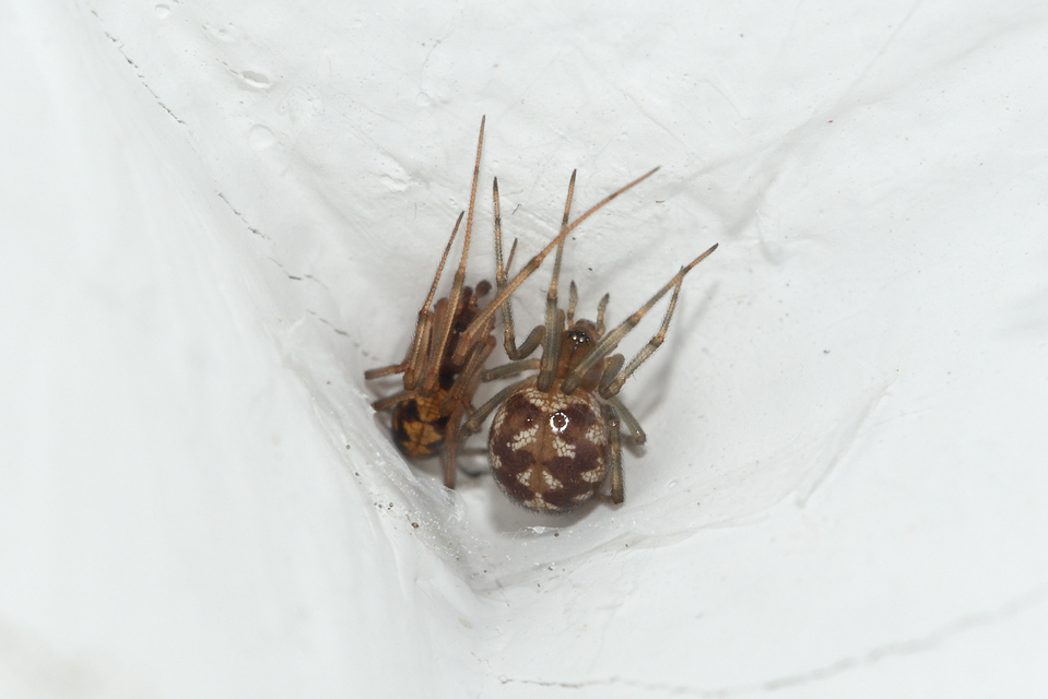 Steatoda triangulosa - háromszöges faggyúpók
