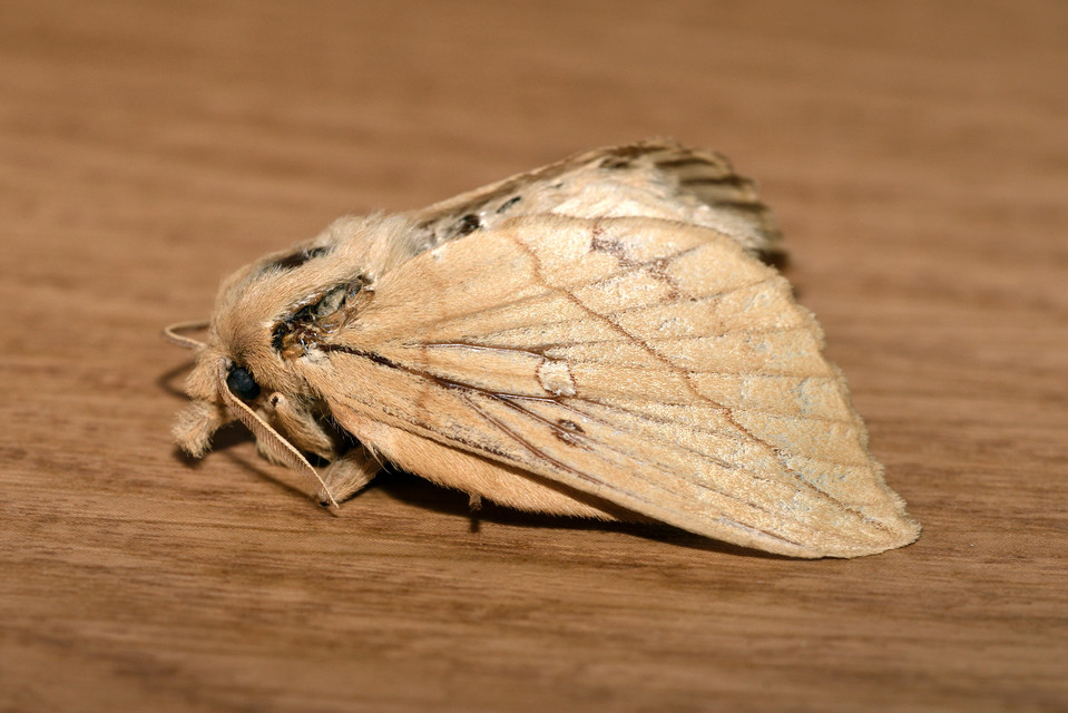 Euthrix potatoria - szomjas pohók