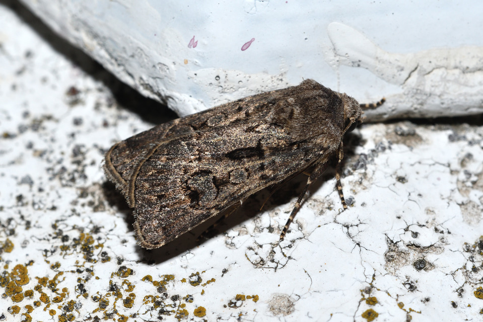 Agrotis bigramma - kétjegyű földibagoly