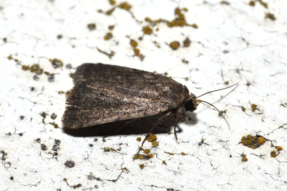 Acosmetia caliginosa - imolabagoly