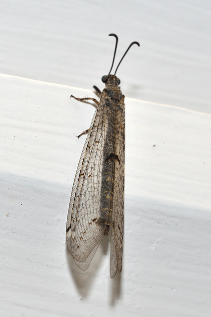 Distoleon tetragrammicus - négyfoltos hangyaleső