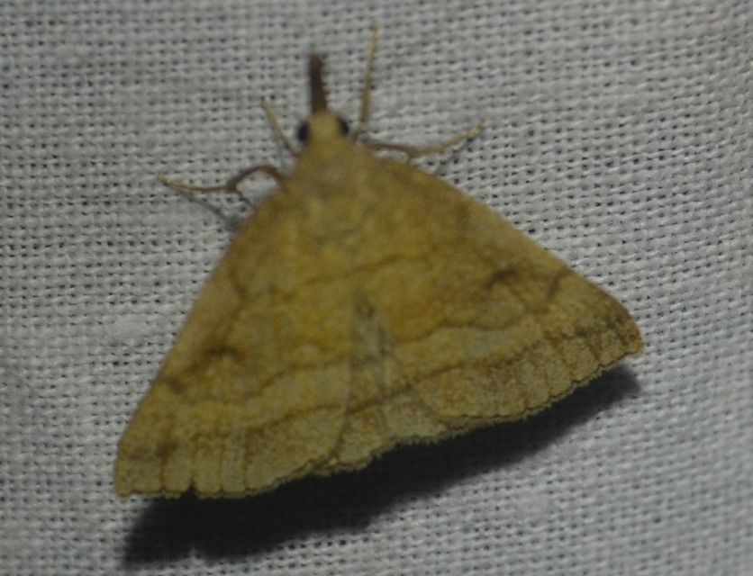 Polypogon gryphalis - láperdei karcsúbagoly