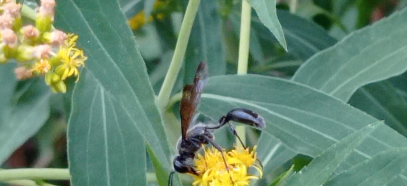 Isodontia mexicana - mexikói fűdarázs