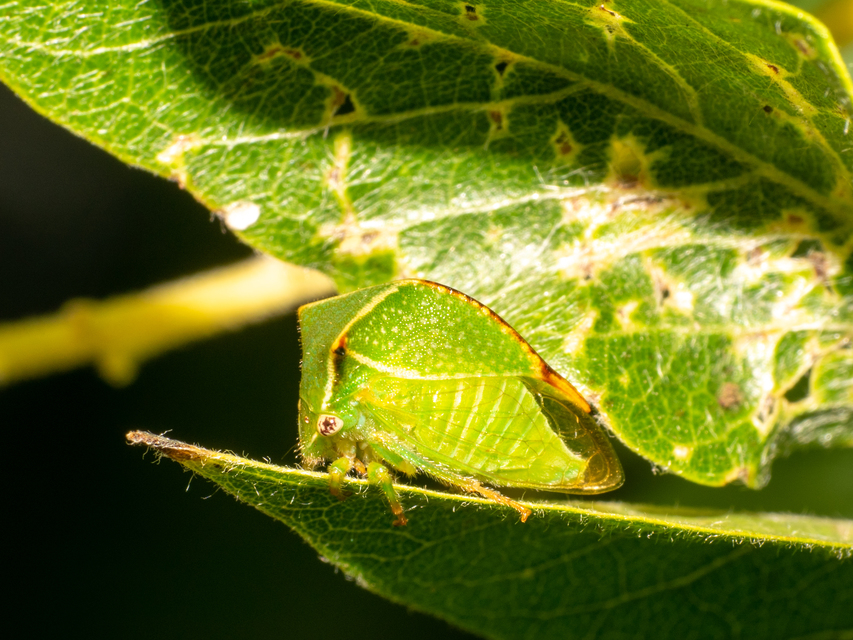 Stictocephala bisonia - bivalykabóca