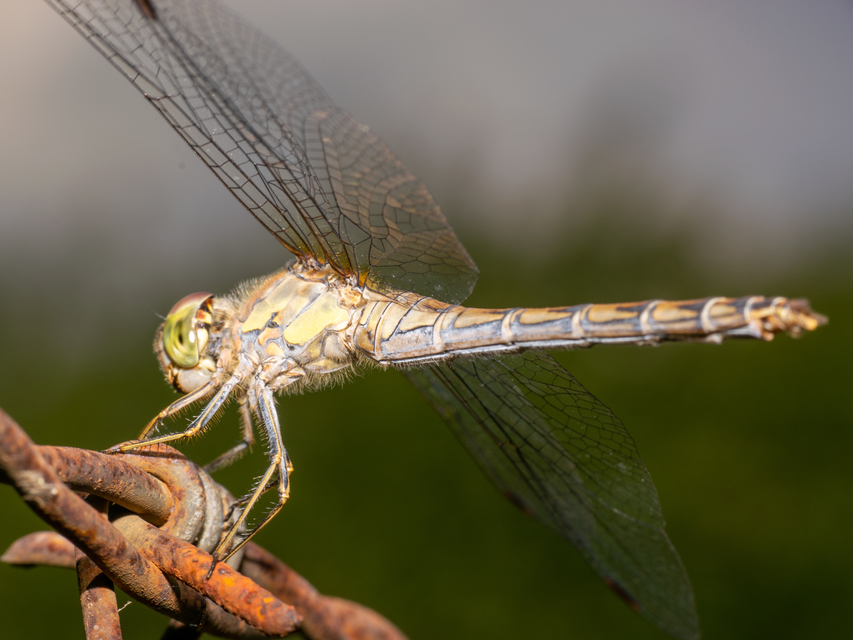 Sympetrum striolatum/vulgatum