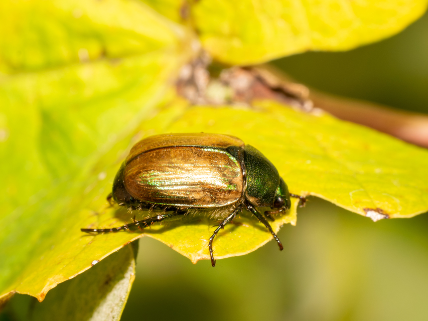Anomala dubia - kis fináncbogár