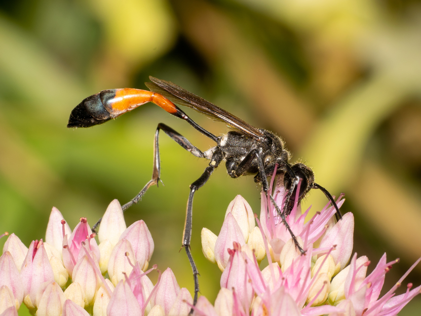 Ammophila sabulosa - homoki hernyóölődarázs