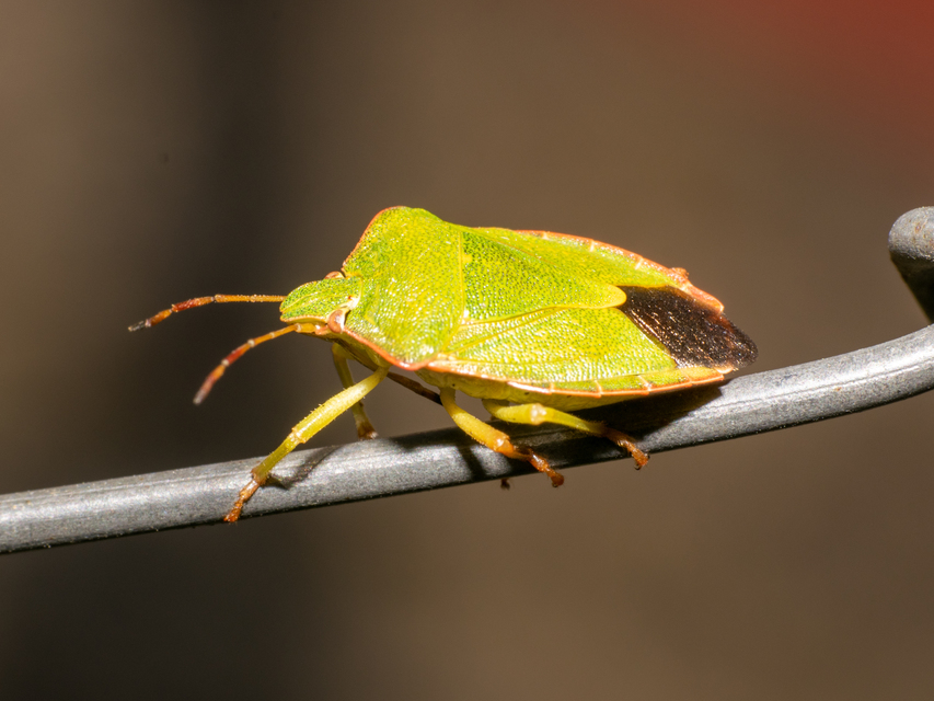 Palomena prasina - zöld bogyómászó-poloska Palomena prasina - zöld bogyómászó-poloska