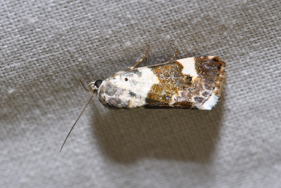 Acontia lucida - fehér nappalibagoly