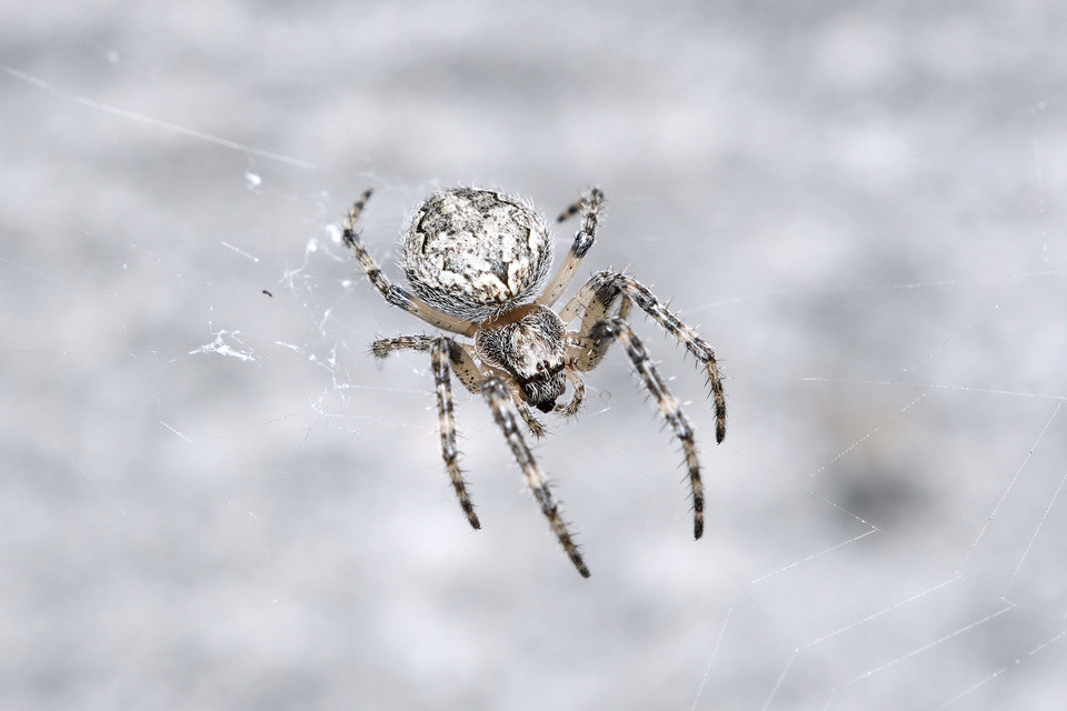 Larinioides ixobolus - ereszalji keresztespók