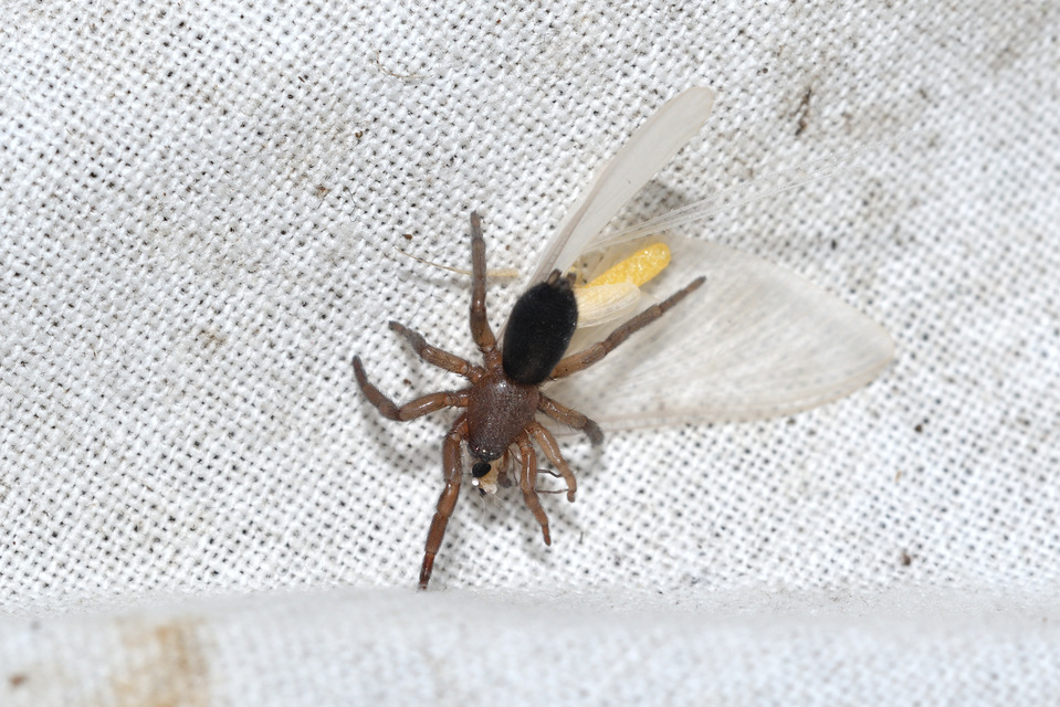 Scotophaeus